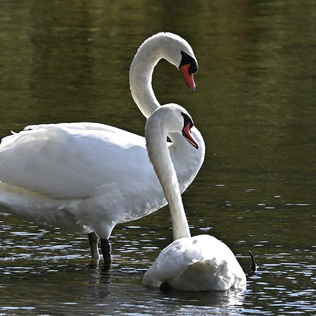 Höckerschwan - ML642819780