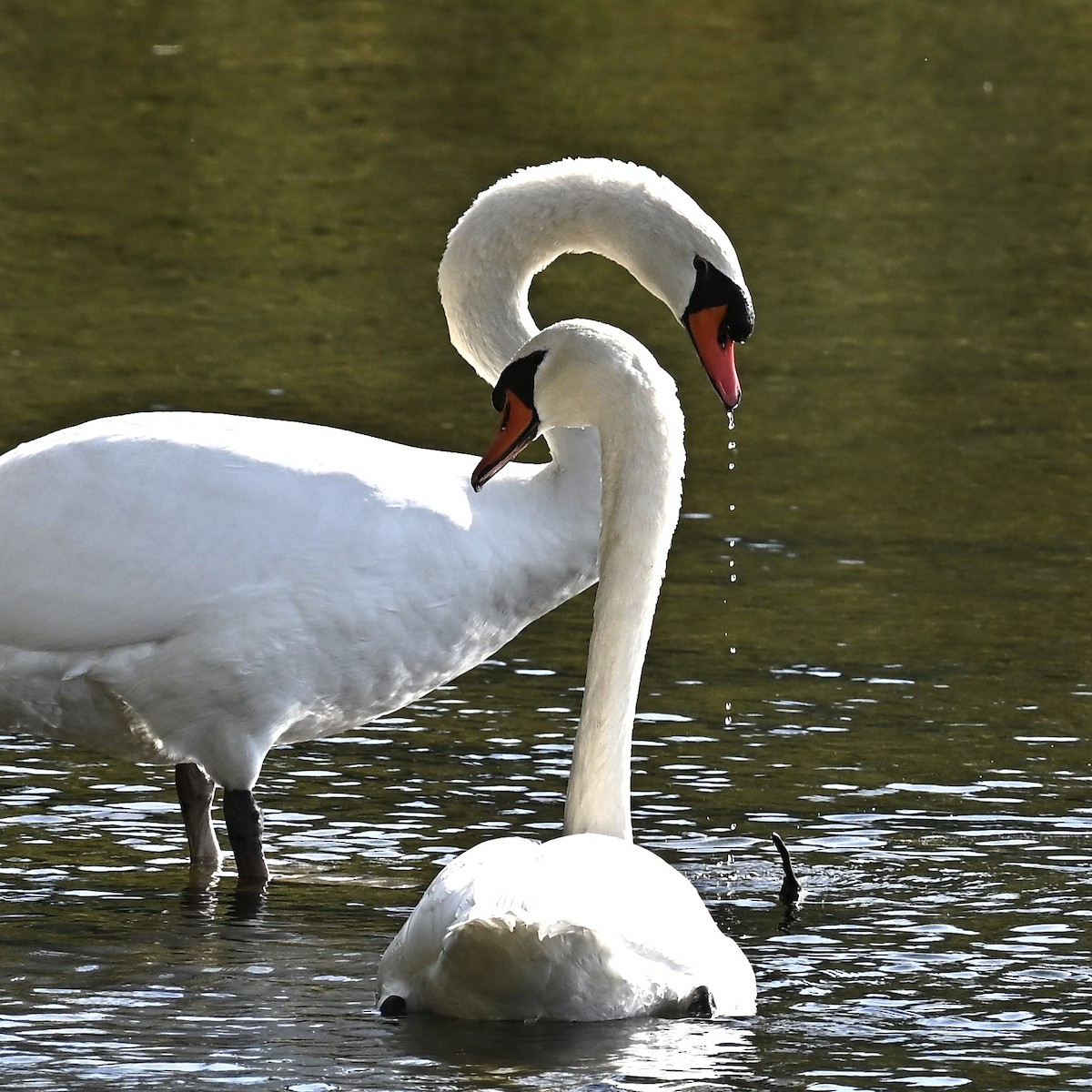 Höckerschwan - ML642819781