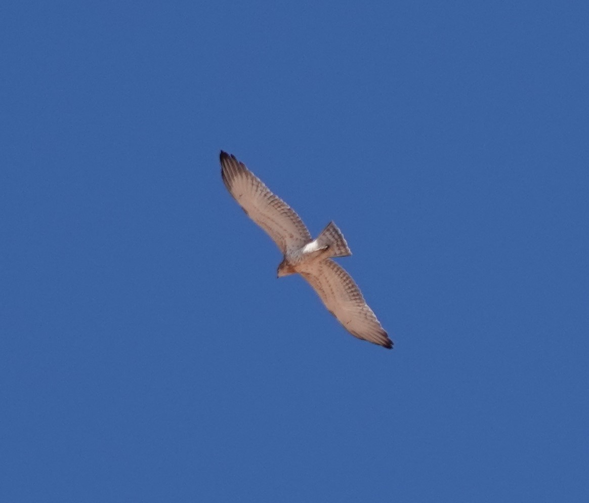 Schlangenadler - ML642819782