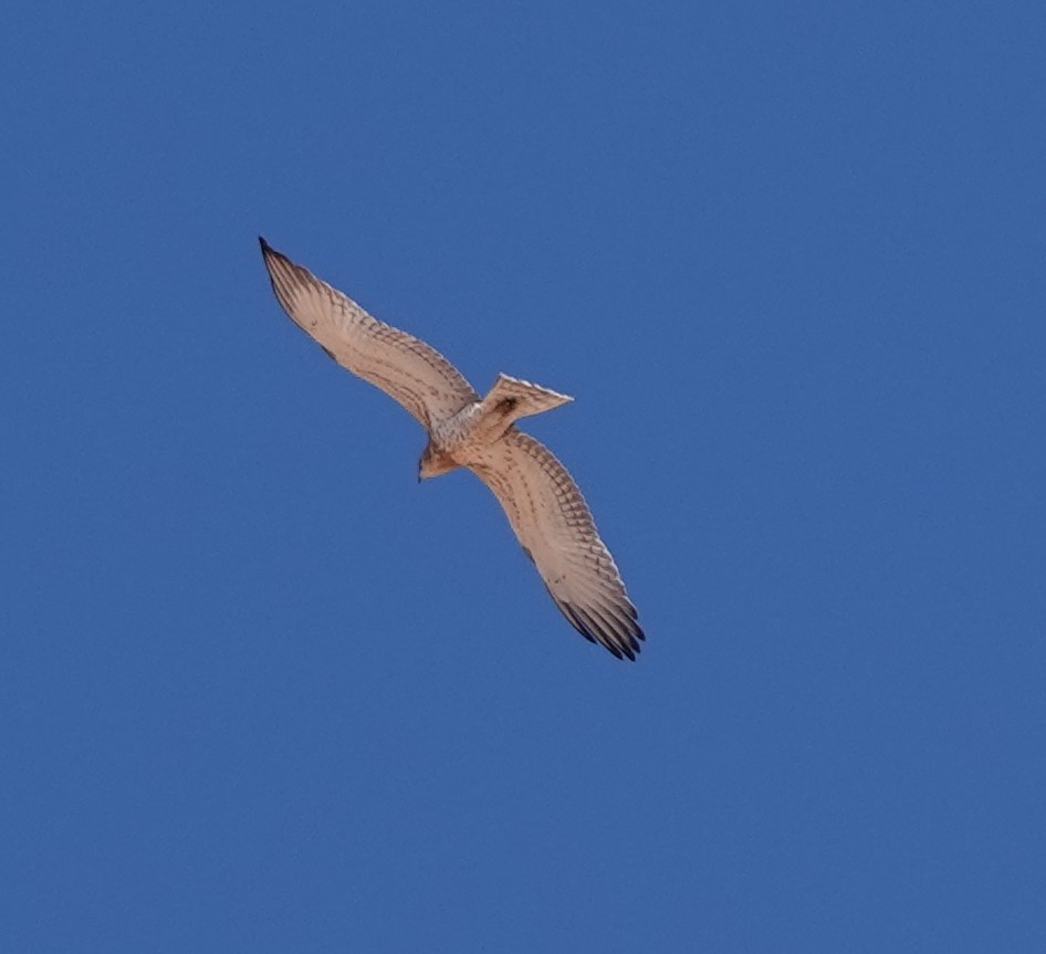 Schlangenadler - ML642819783