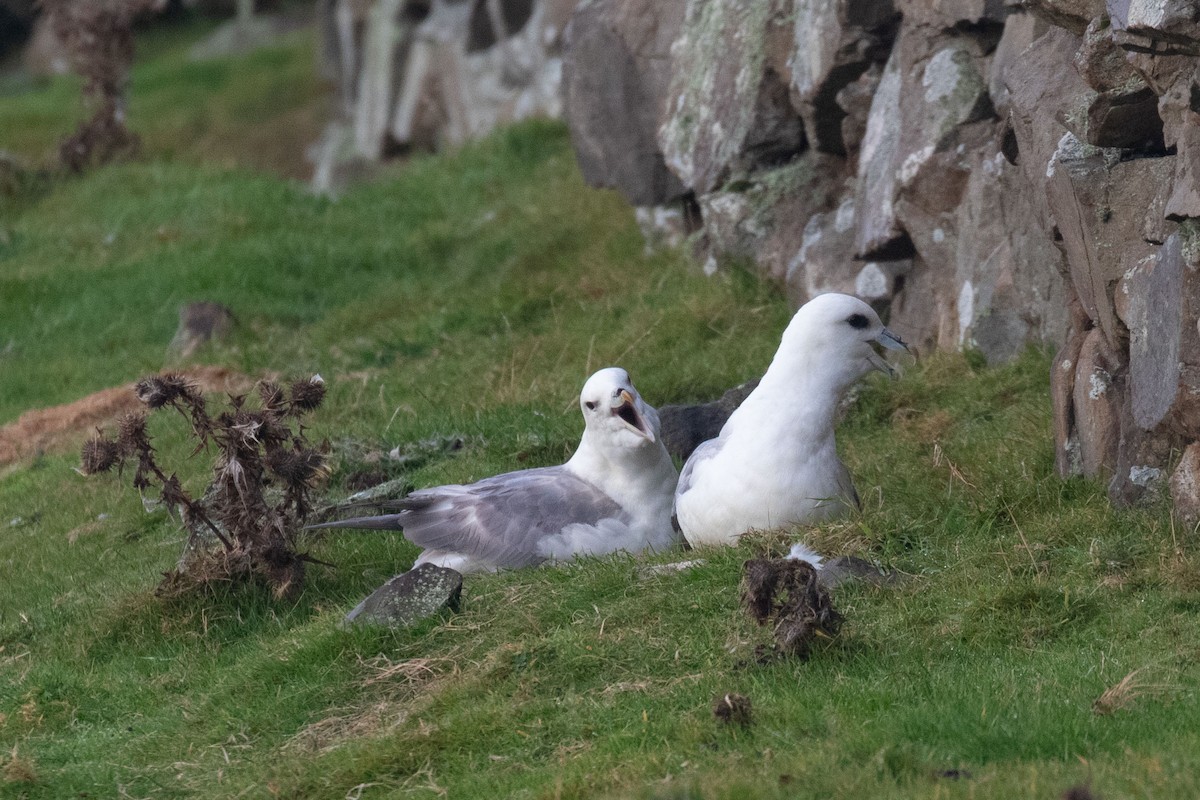 Eissturmvogel - ML642819785