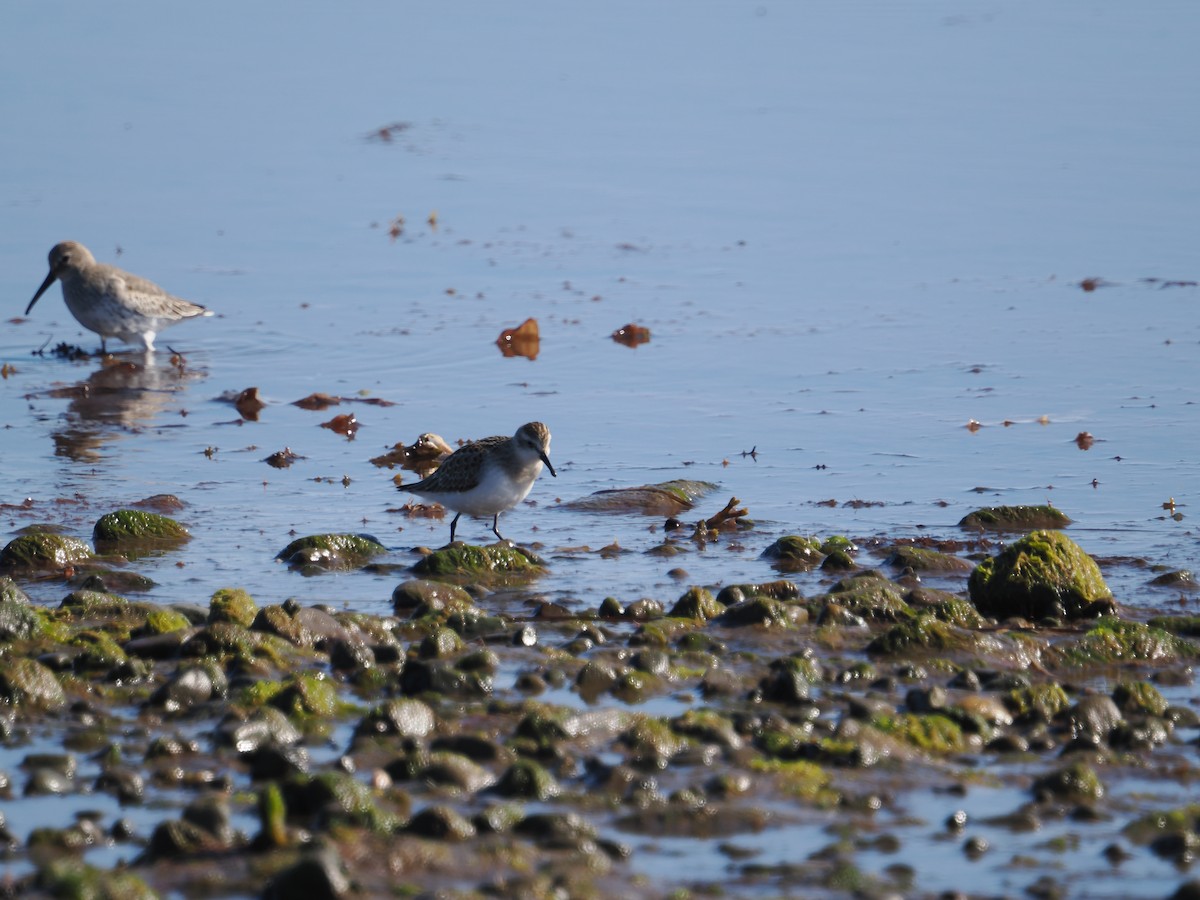 Semipalmated Sandpiper - ML642819792