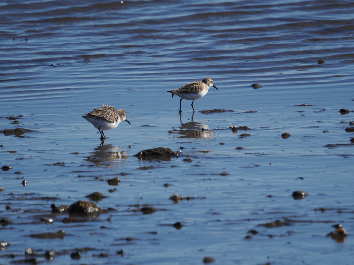 Semipalmated Sandpiper - ML642819793