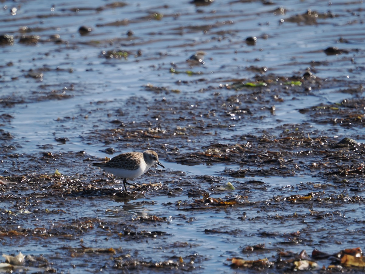 Semipalmated Sandpiper - ML642819794