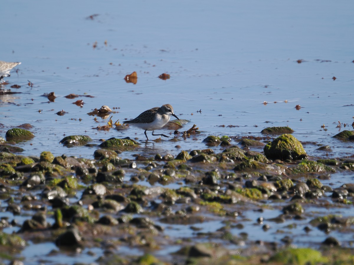 Semipalmated Sandpiper - ML642819795