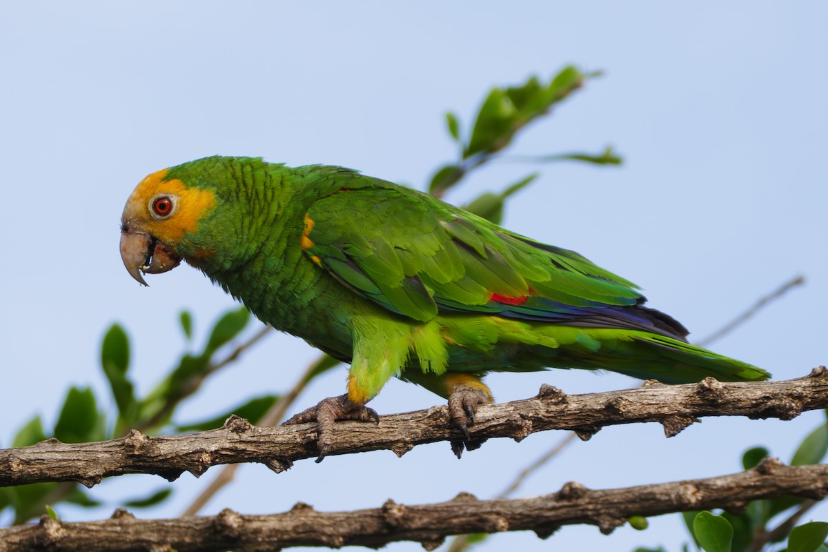 キボウシインコ - ML642819803
