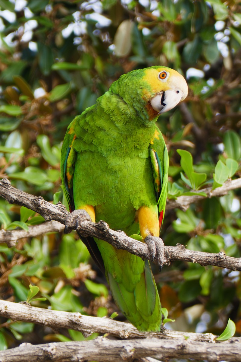 キボウシインコ - ML642819804