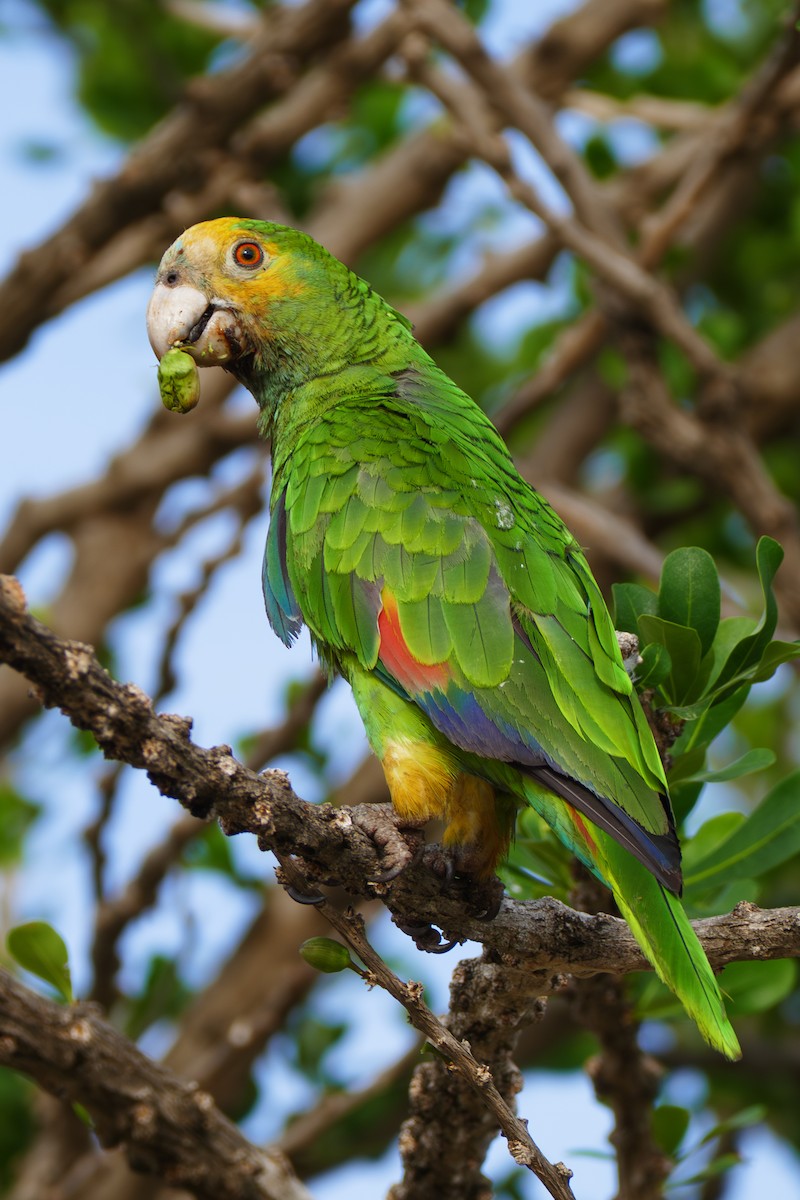 キボウシインコ - ML642819805