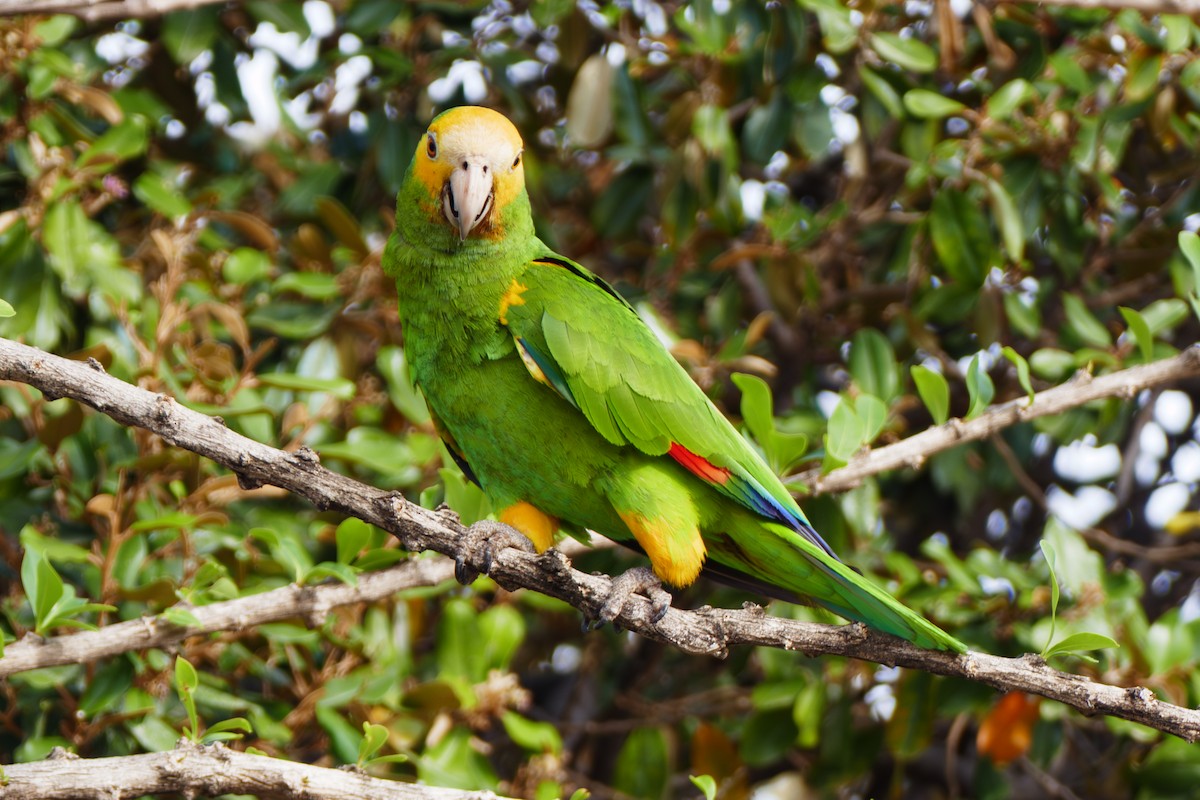 キボウシインコ - ML642819806