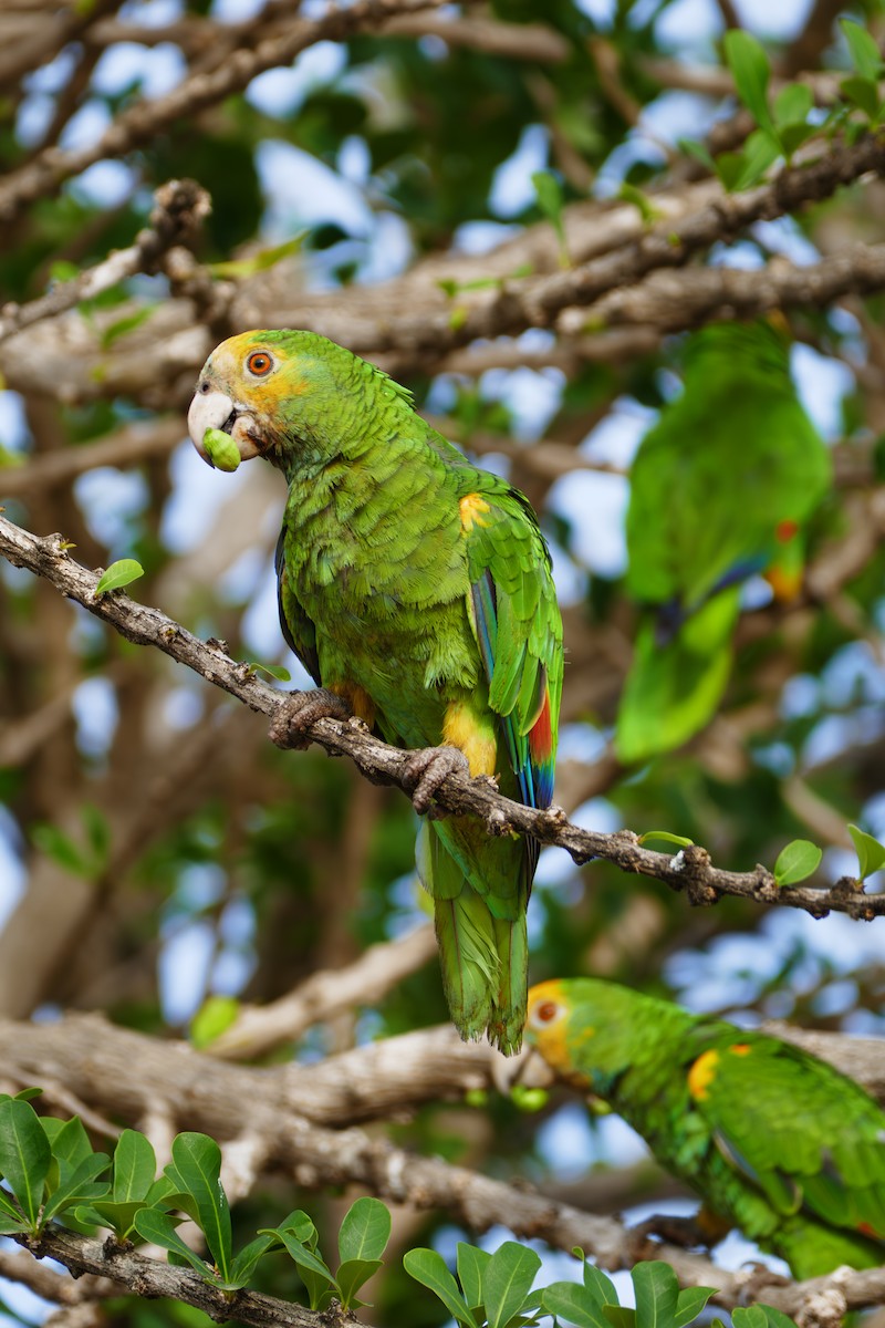 キボウシインコ - ML642819807
