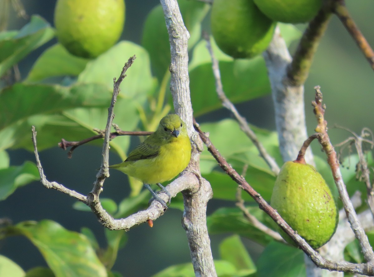 Thick-billed Euphonia - ML642819810