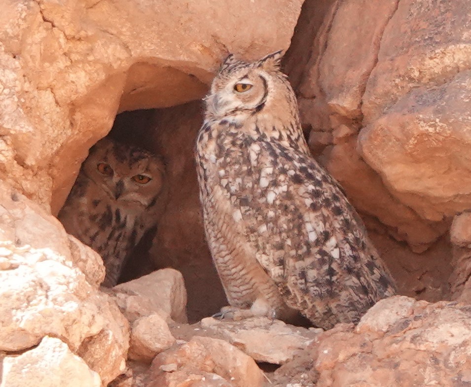 Pharaoh Eagle-Owl (Desert) - ML642819812
