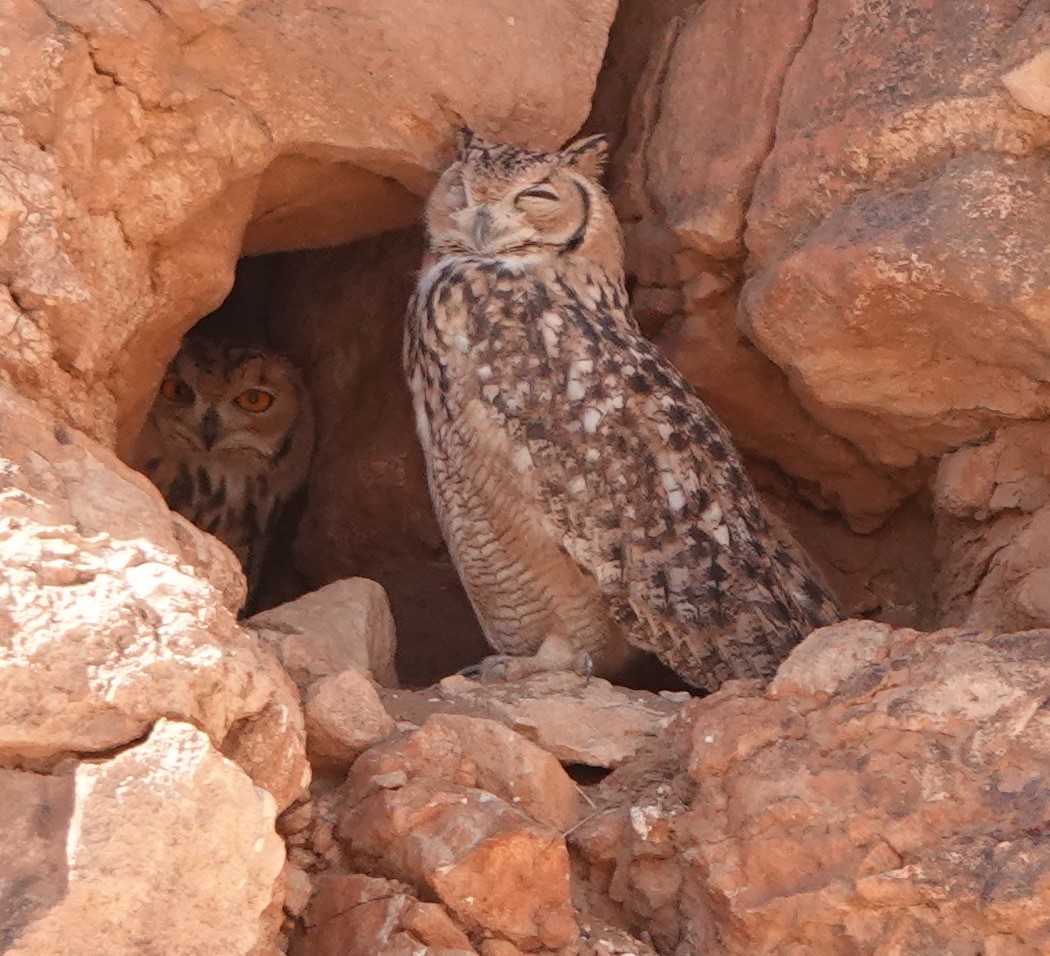 Pharaoh Eagle-Owl (Desert) - ML642819813