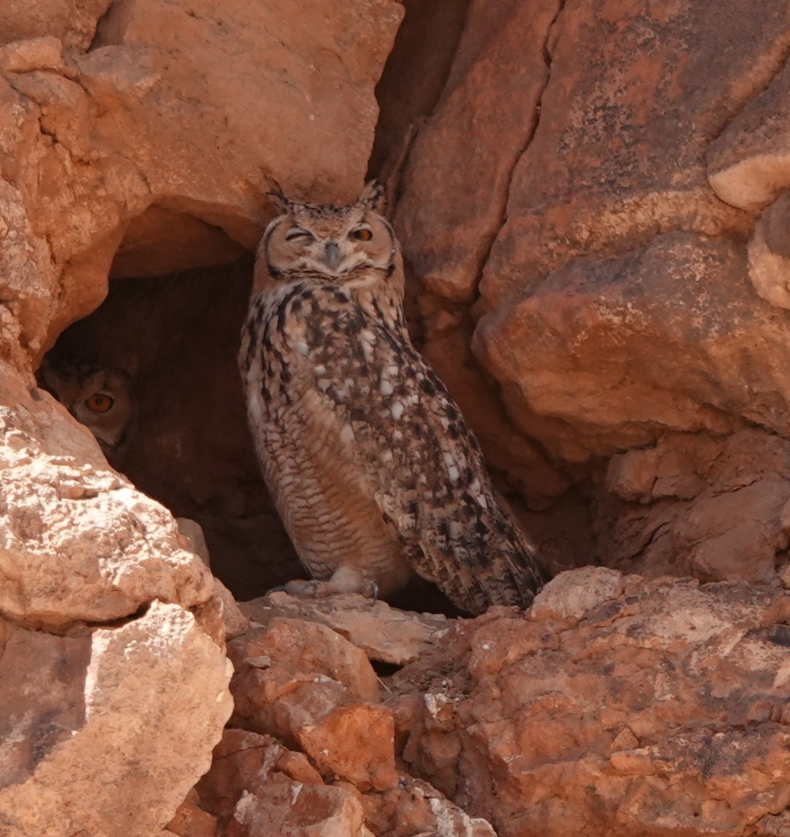 Pharaoh Eagle-Owl (Desert) - ML642819814