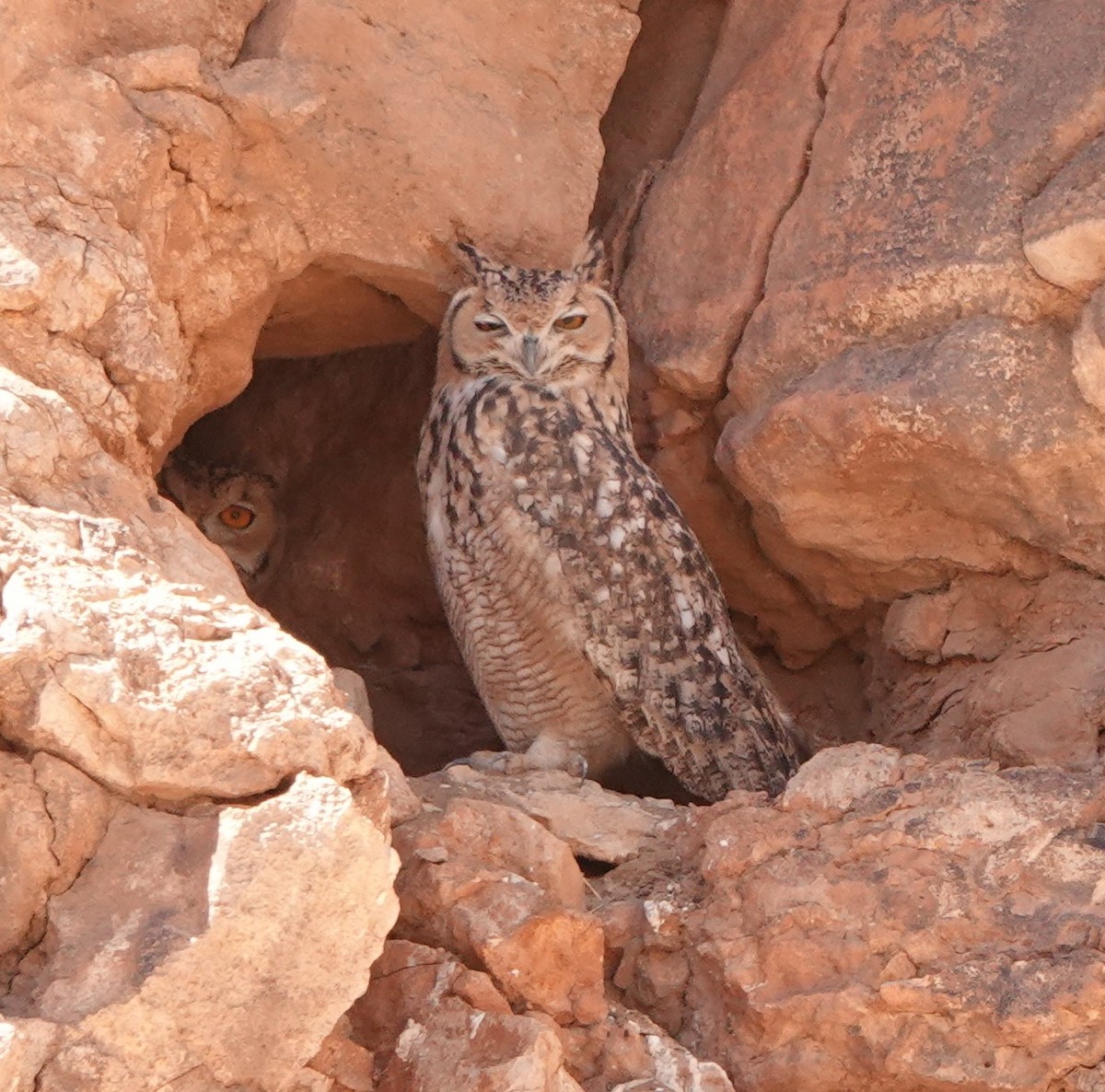 Pharaoh Eagle-Owl (Desert) - ML642819815