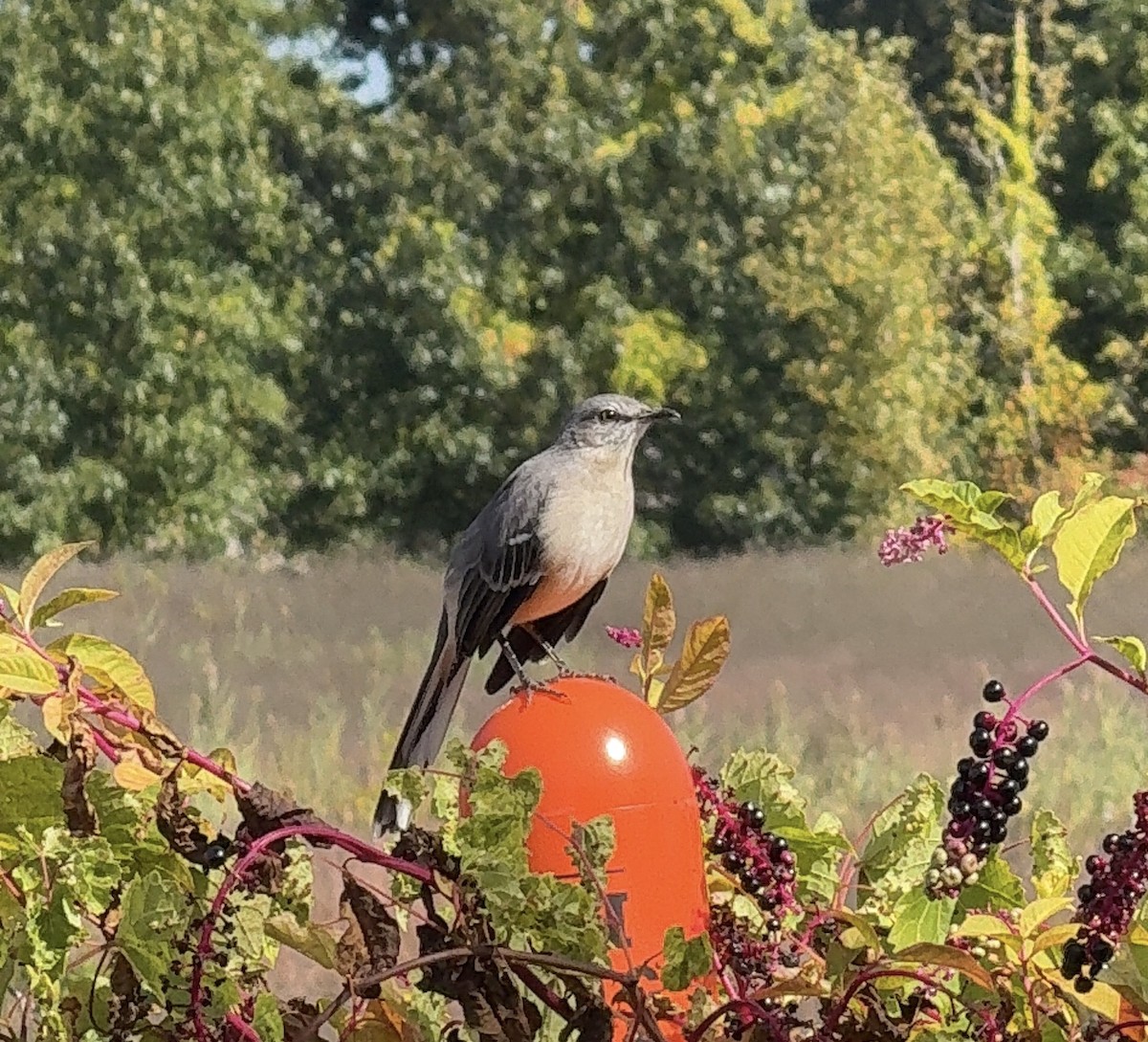 Northern Mockingbird - ML642819816