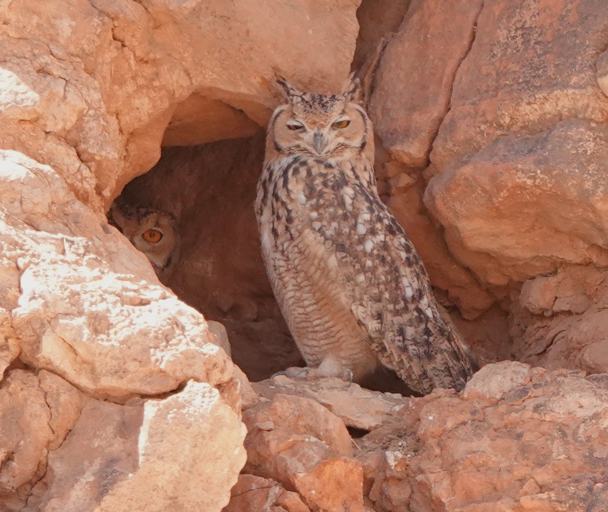 Pharaoh Eagle-Owl (Desert) - ML642819817
