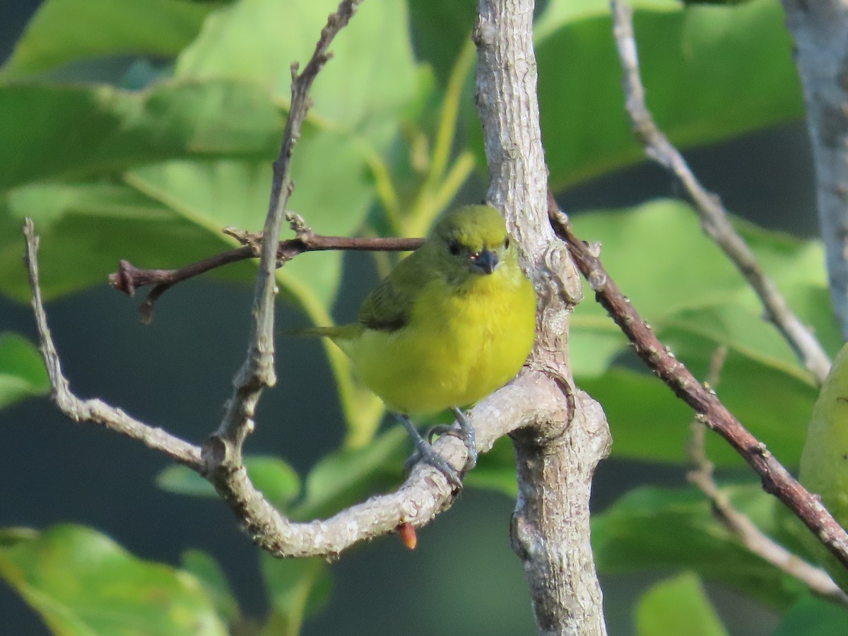 Thick-billed Euphonia - ML642819818