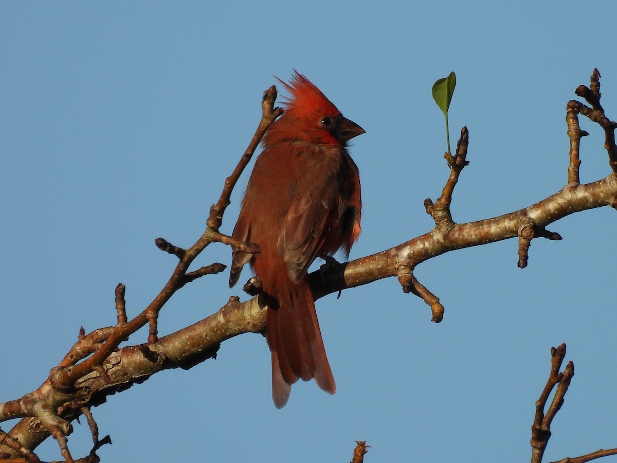 Cardinal rouge - ML642819820