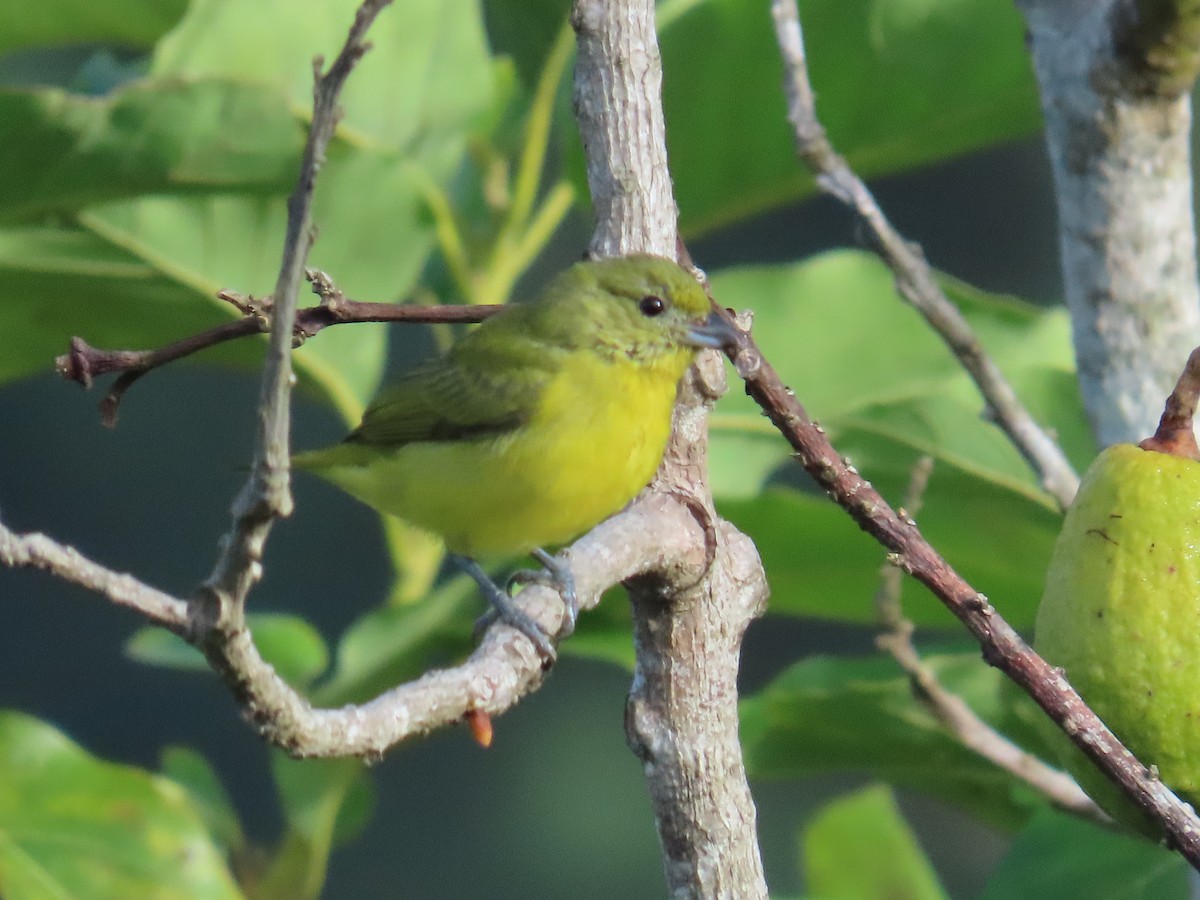 Thick-billed Euphonia - ML642819823