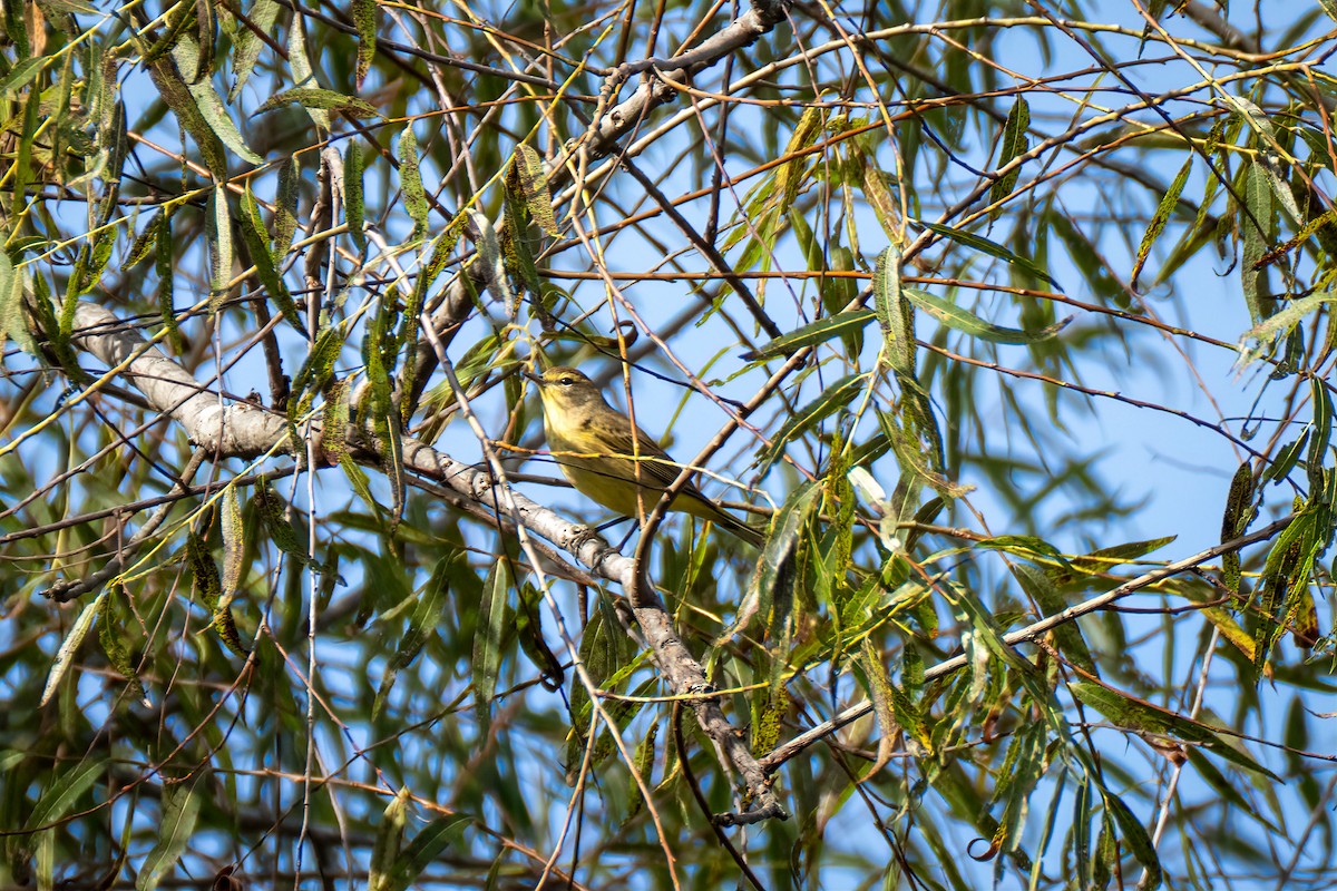 Palm Warbler - ML642819827