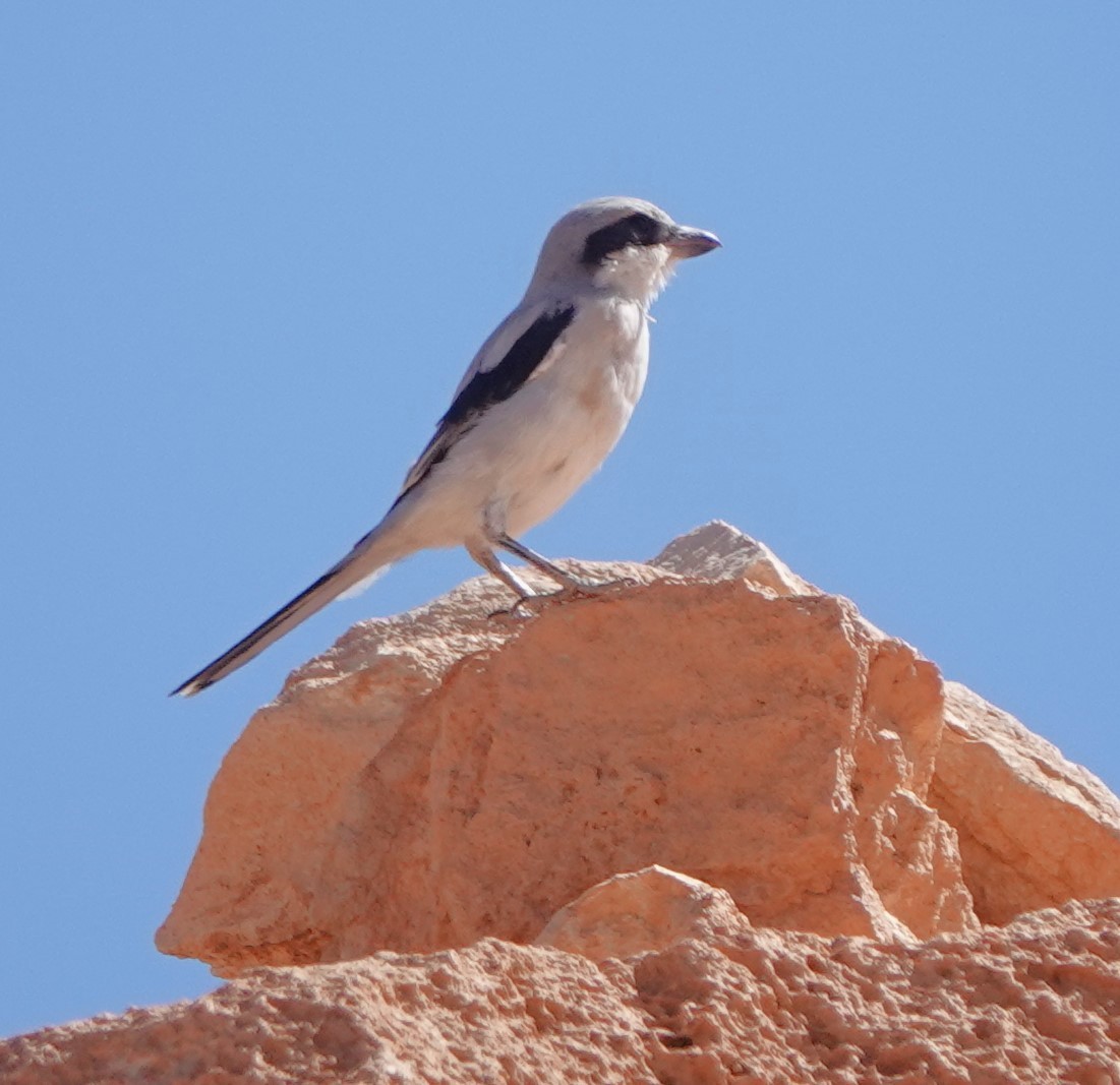 Great Gray Shrike (Sahara) - ML642819829