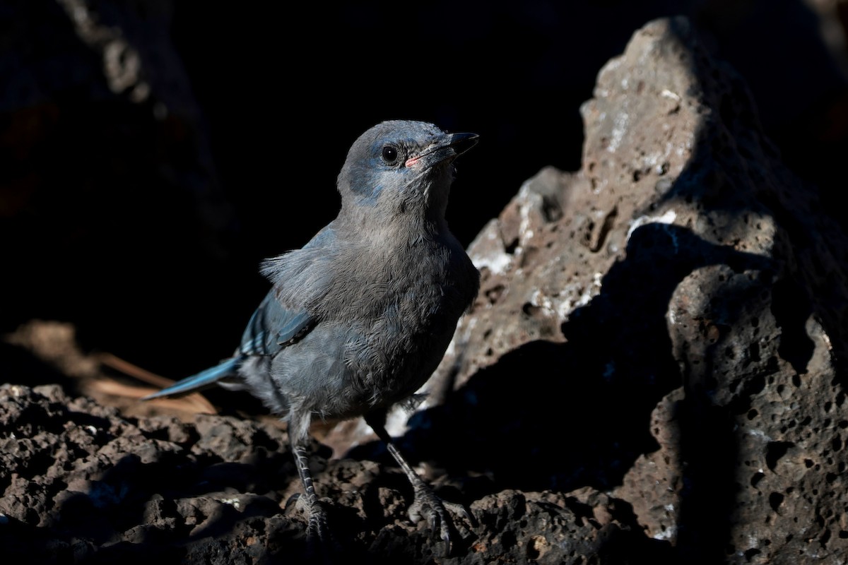 Pinyon Jay - ML642819834