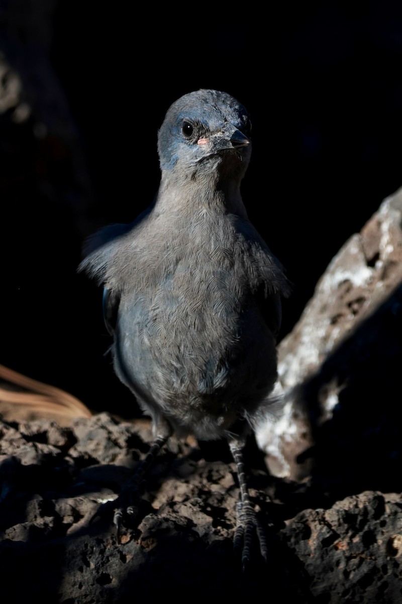 Pinyon Jay - ML642819835
