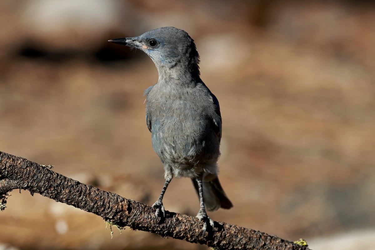 Pinyon Jay - ML642819838