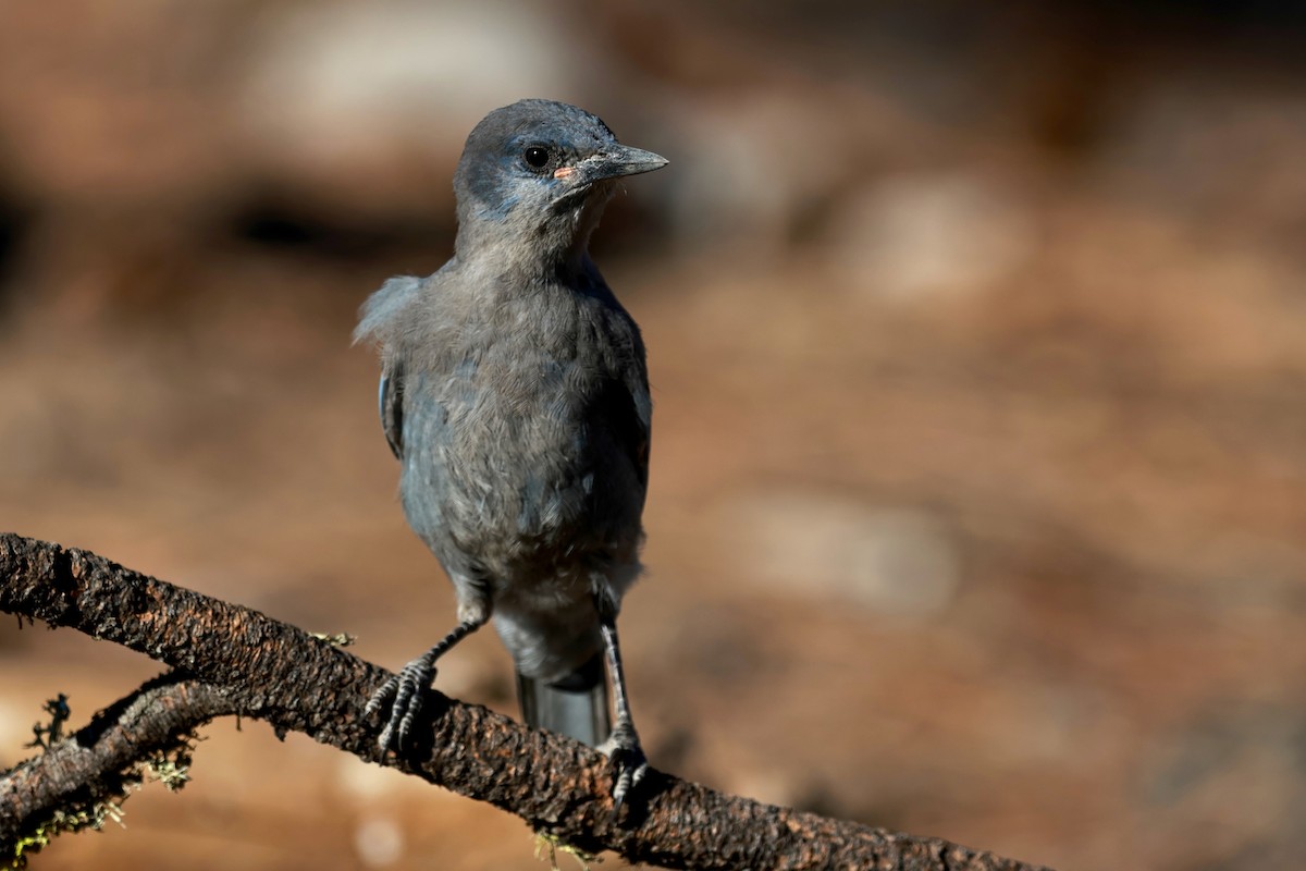 Pinyon Jay - ML642819853
