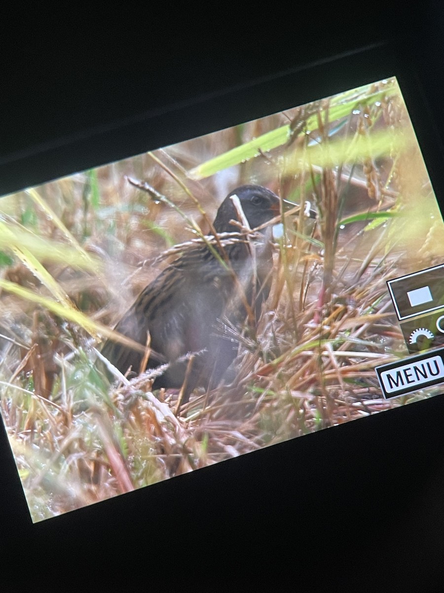 東亞秧雞 - ML642819854