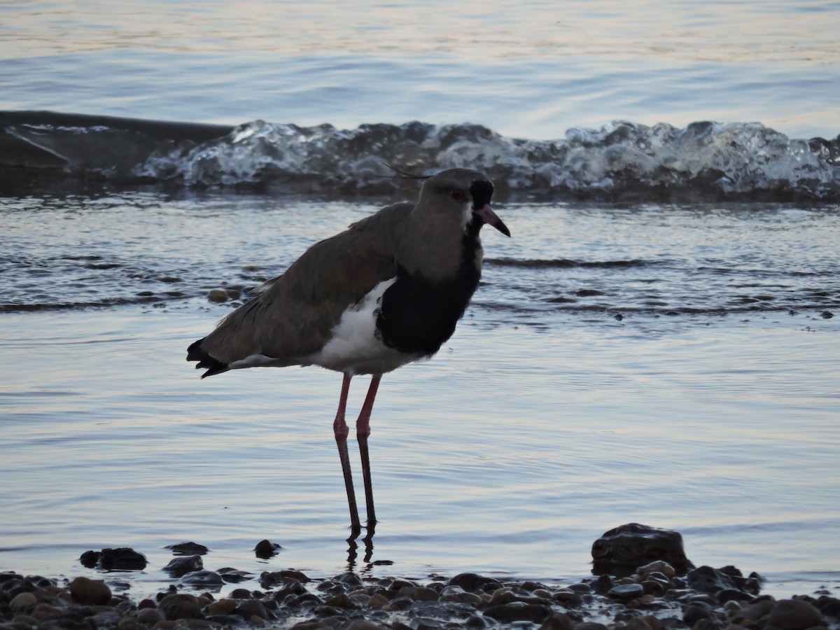 Southern Lapwing - ML642819861