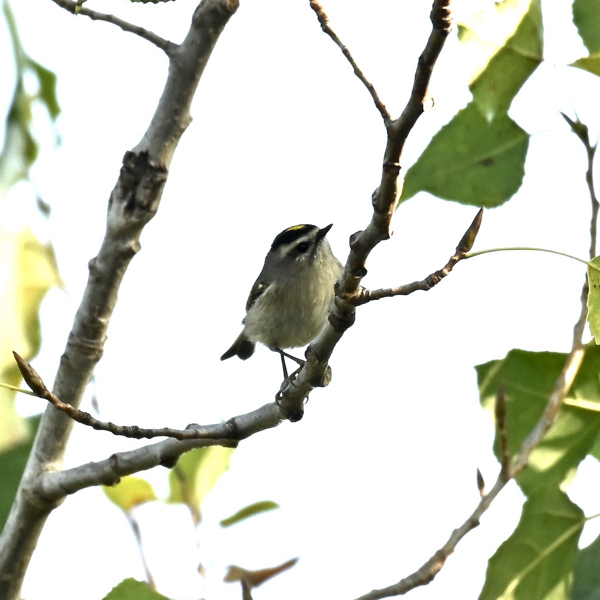 Golden-crowned Kinglet - ML642819864