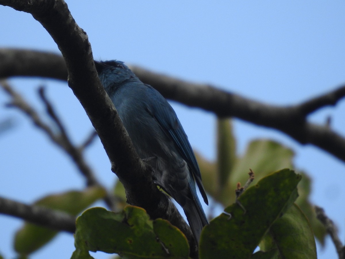 Verditer Flycatcher - ML642819865