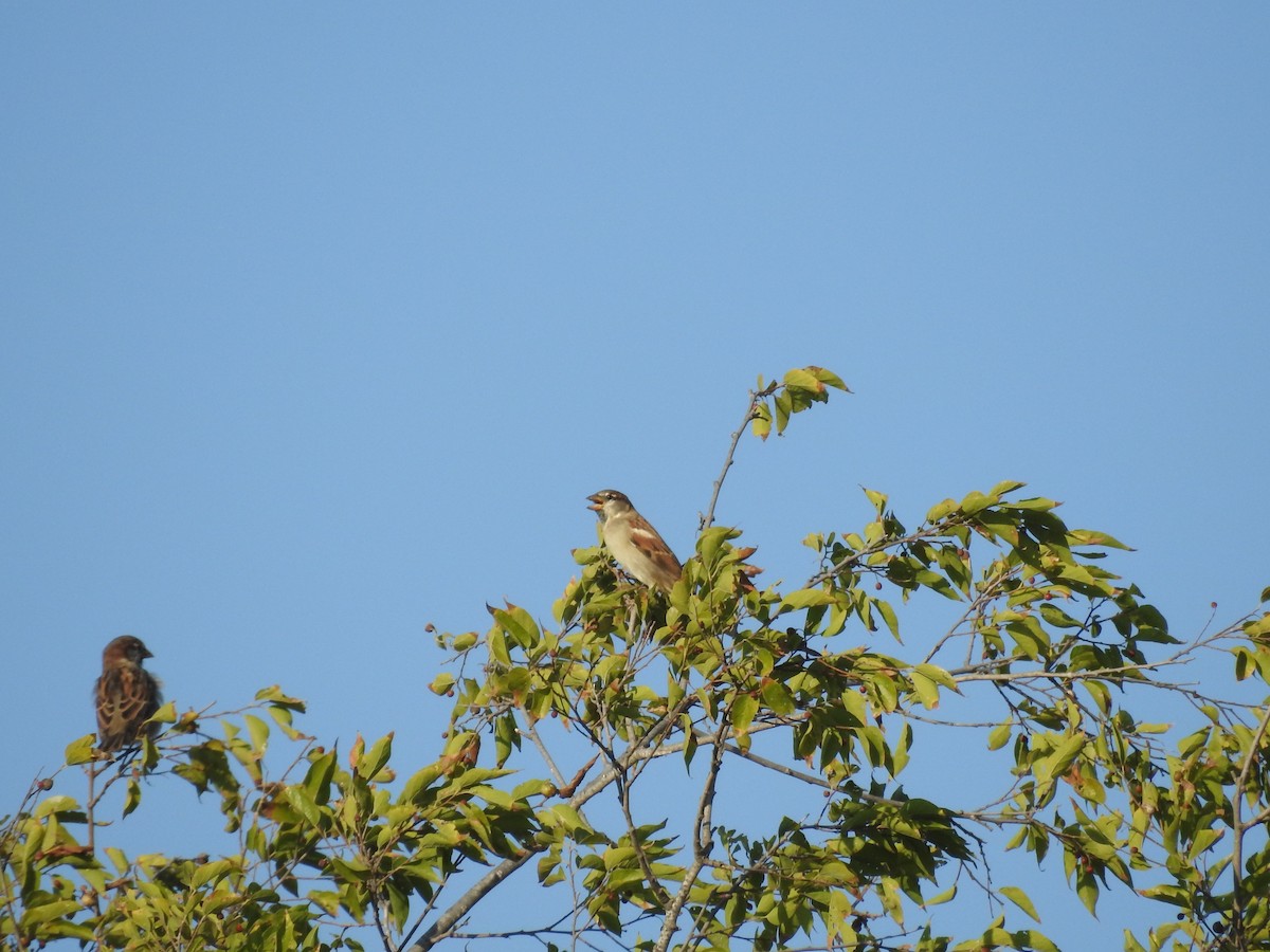 Passera oltremontana - ML642819866