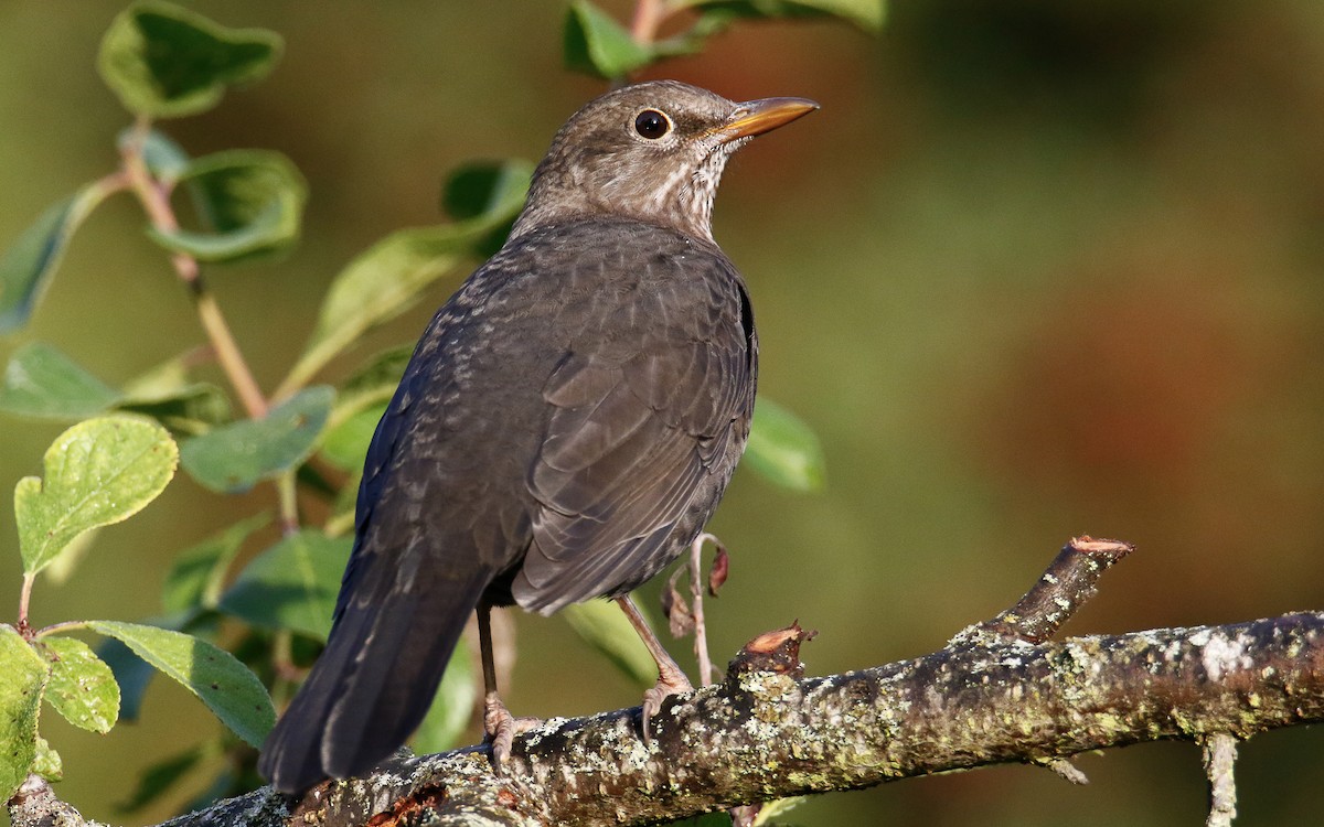 Eurasian Blackbird - ML642819945