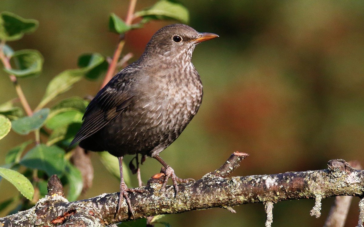 Eurasian Blackbird - ML642819946