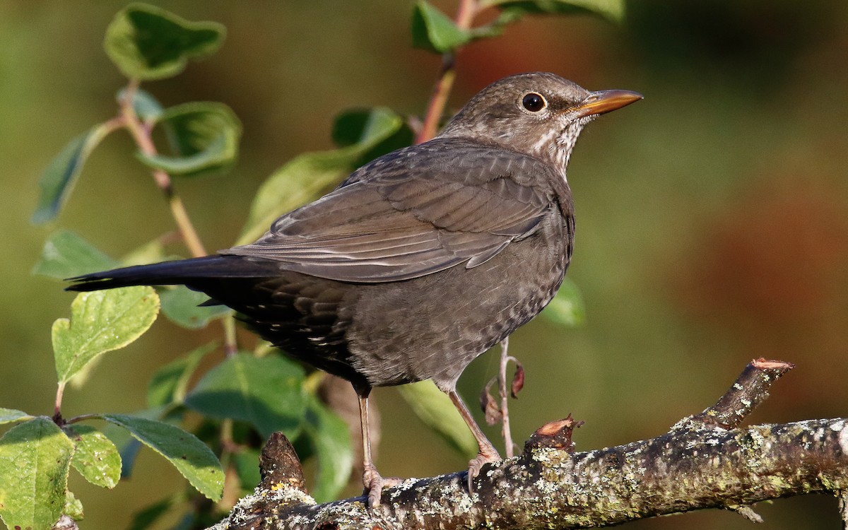 Eurasian Blackbird - ML642819947