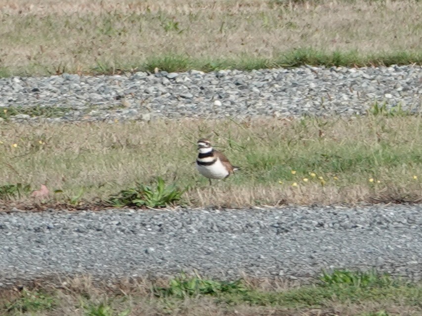 Killdeer - ML642819950