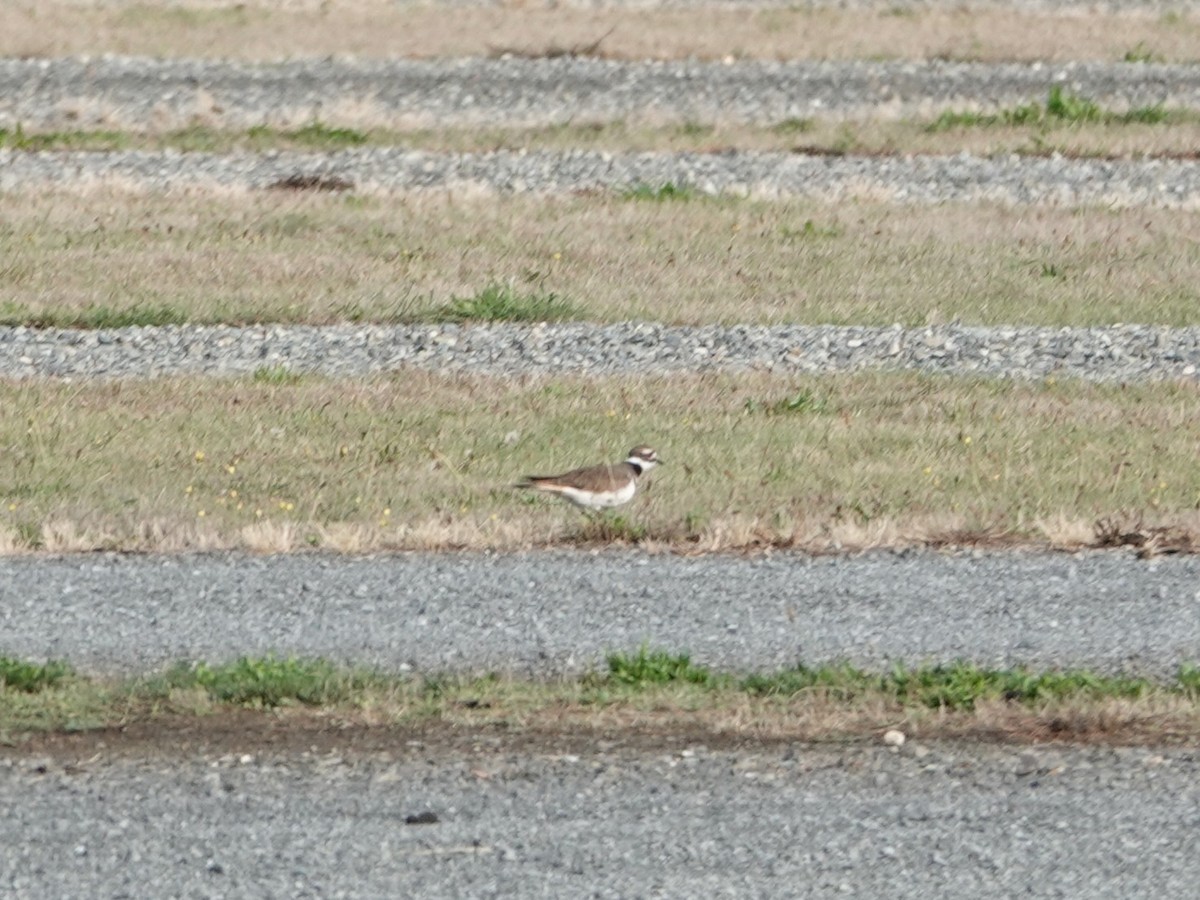 Killdeer - ML642819951
