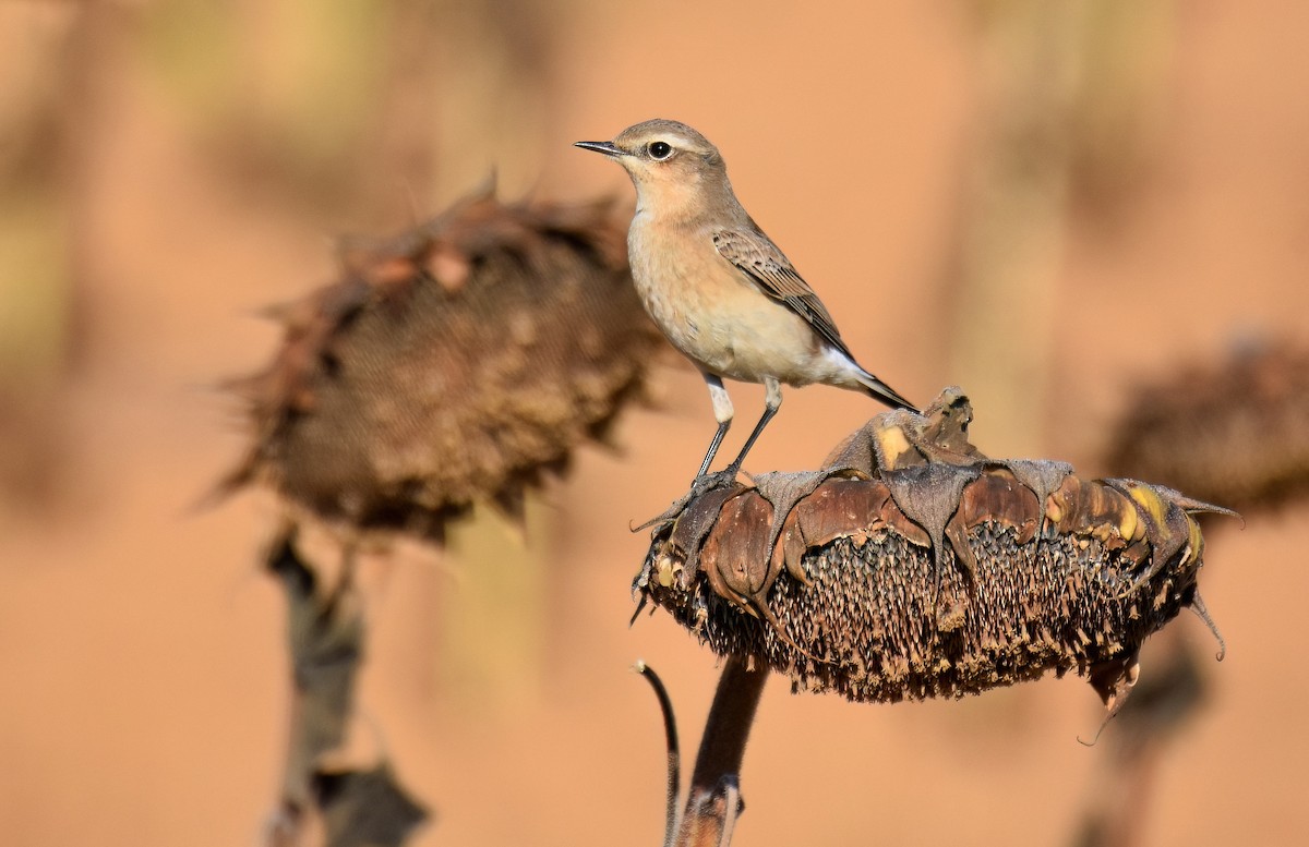 Northern Wheatear - ML642819965