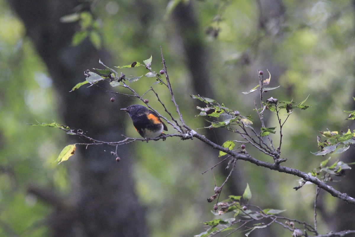 American Redstart - ML642819970