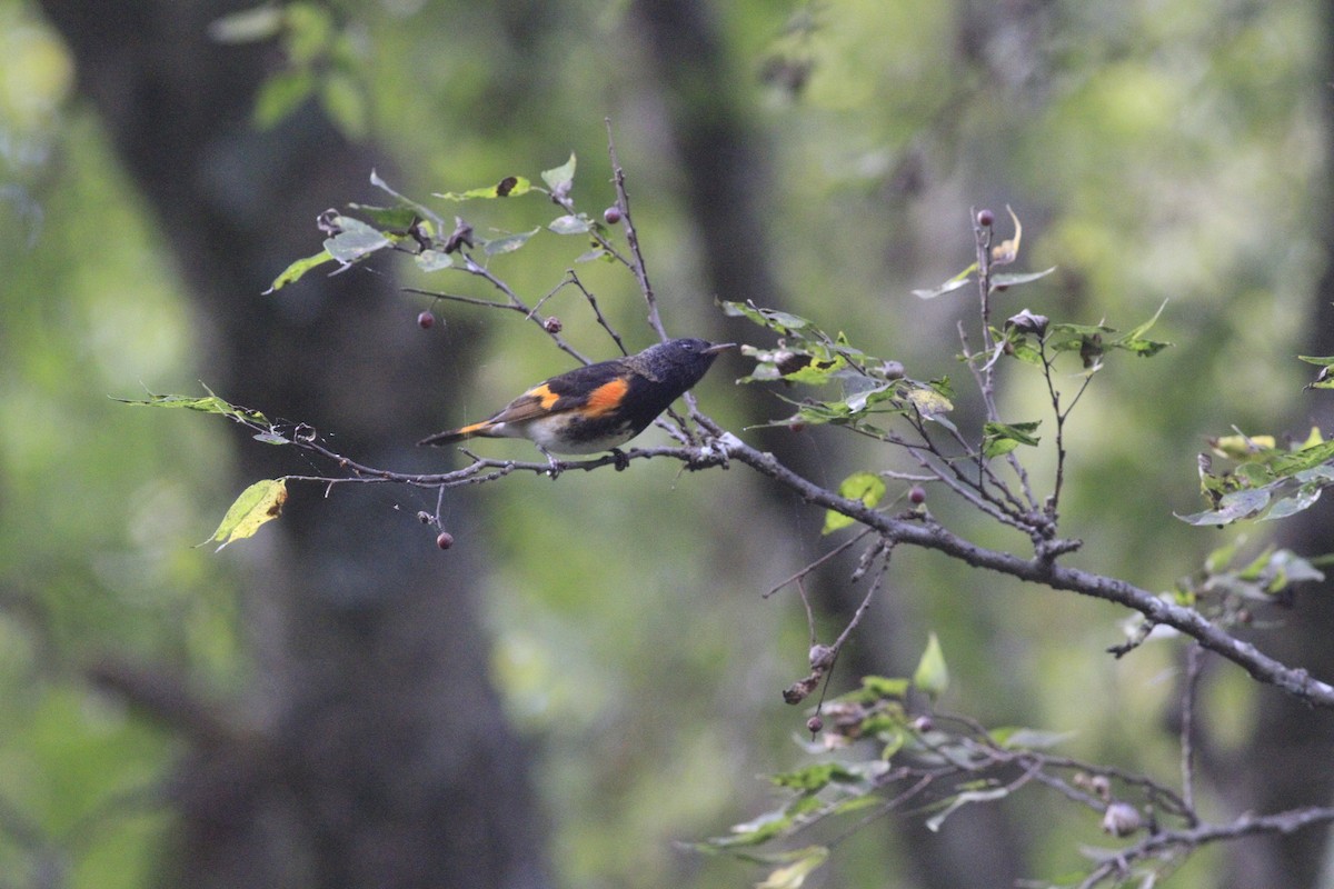 American Redstart - ML642819971