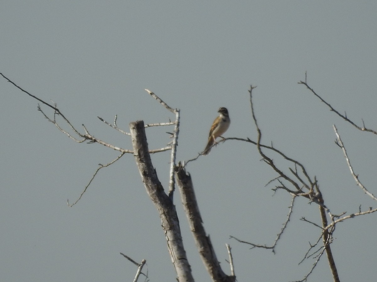 Lark Sparrow - ML642819973