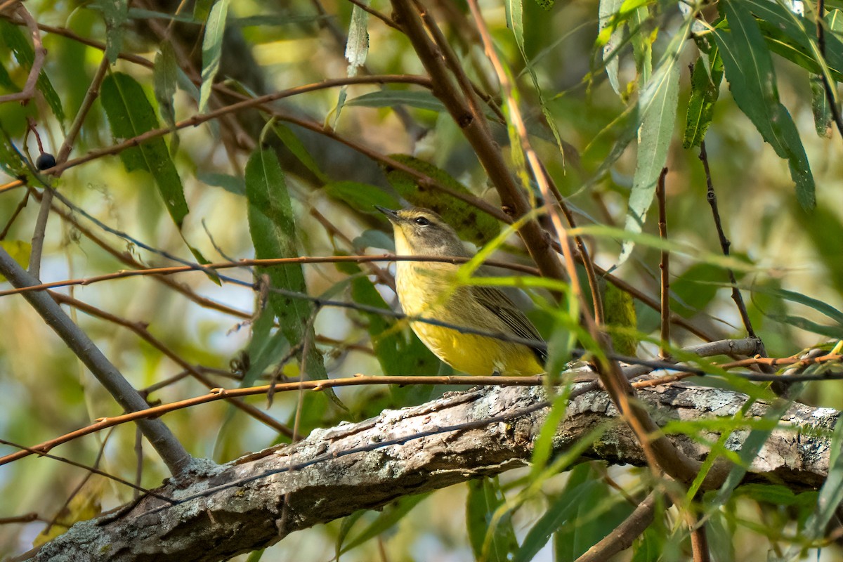 Palm Warbler - ML642819974