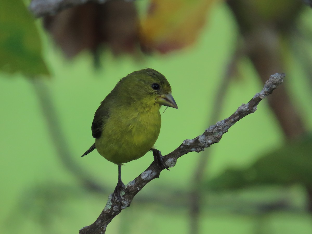 Lesser Goldfinch - ML642819977
