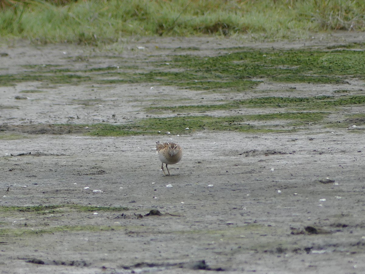 Pectoral Sandpiper - ML642819978