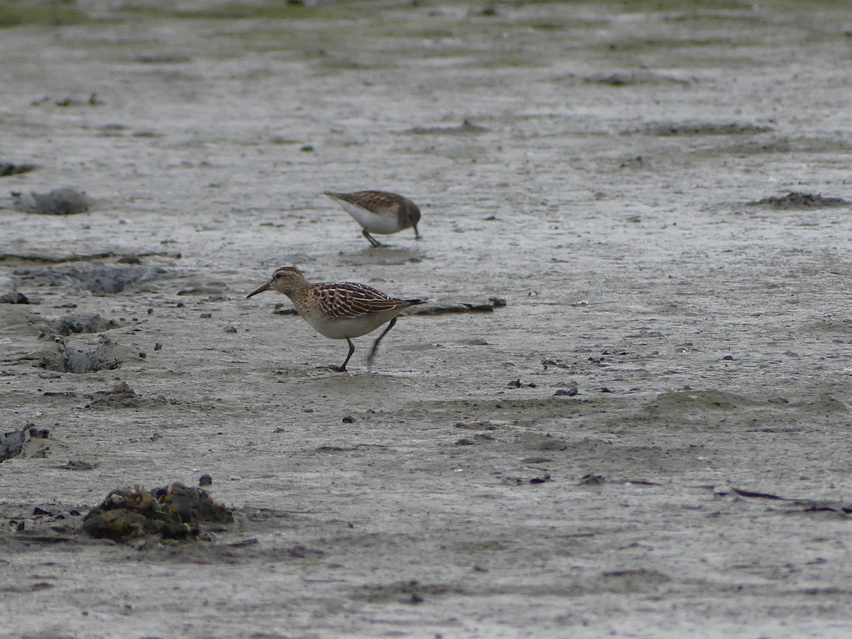 Pectoral Sandpiper - ML642819979