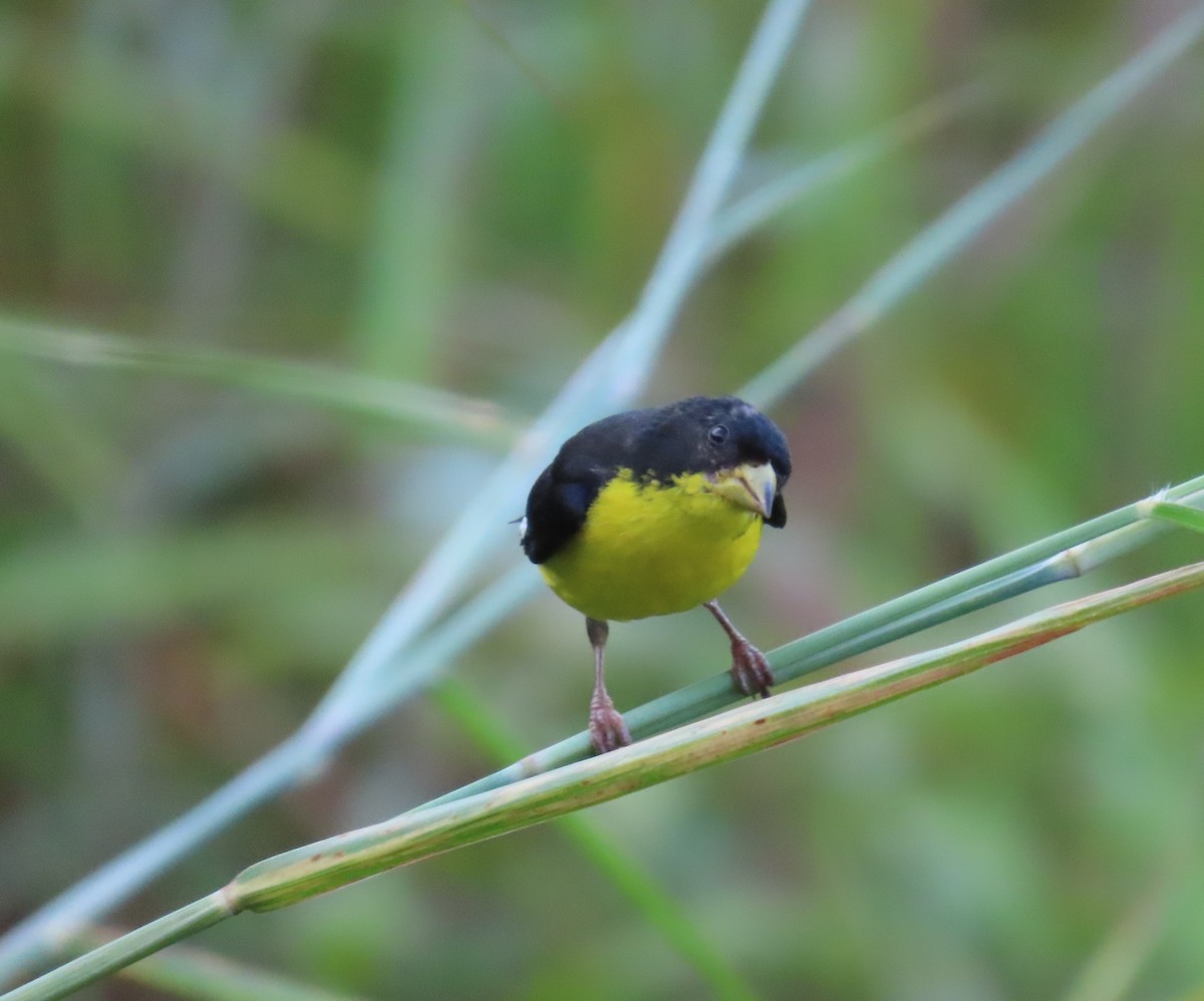 Lesser Goldfinch - ML642819981