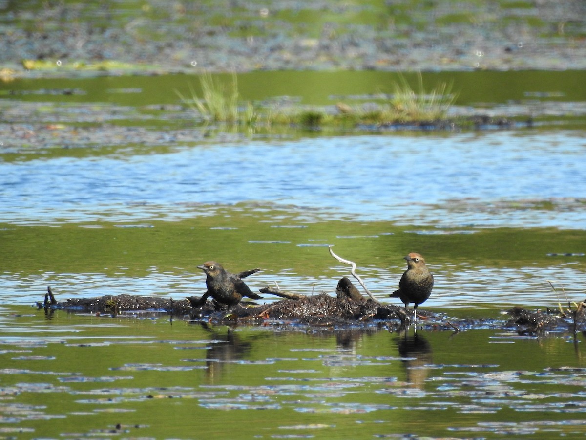 Rusty Blackbird - ML642819986